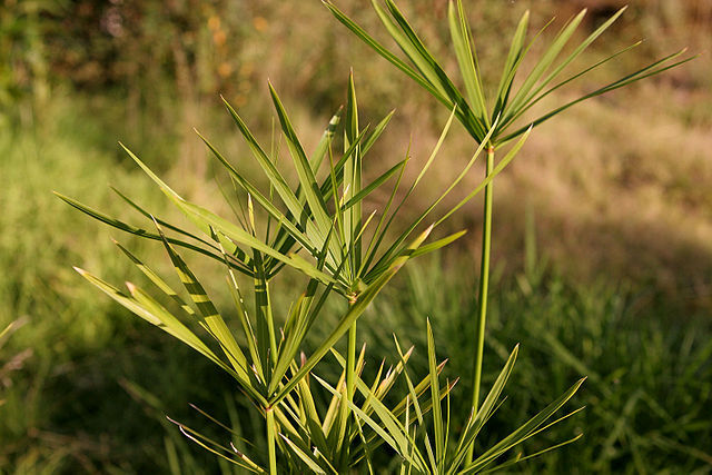 640px-Papyrus_plant